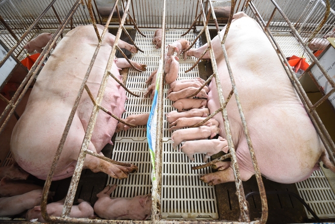 Nhờ làm tốt các quy trình phòng chống dịch bệnh nên việc nuôi lợn giống của công ty Dabaco Hải Phòng vẫn đạt hiệu quả cao.